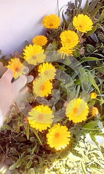 potÂ marigoldÂ Calendula officinalis